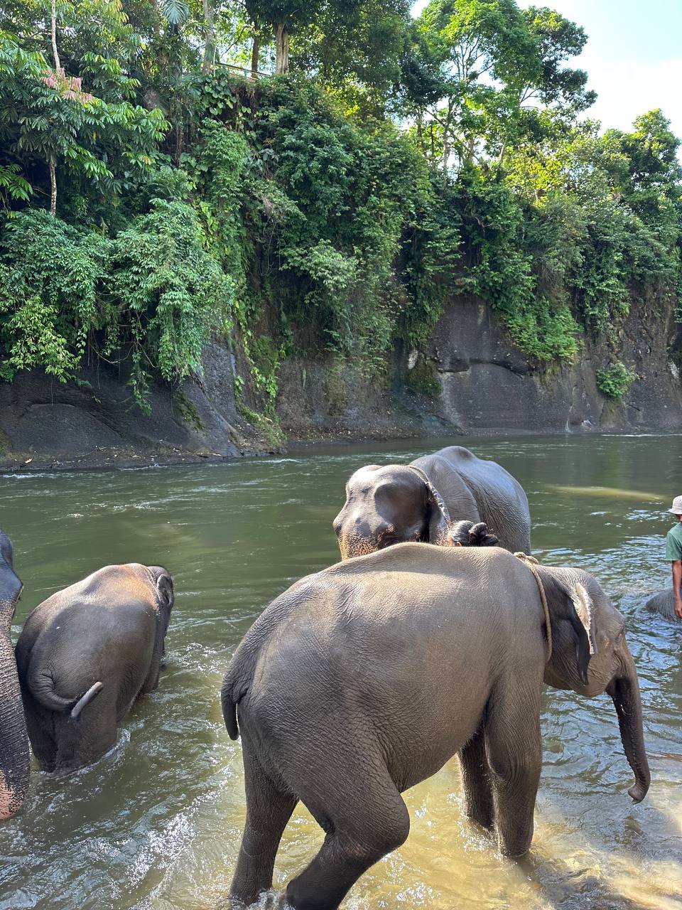 Sumatran Elephant