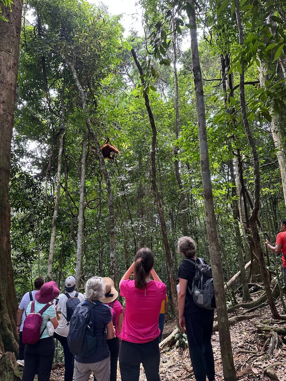 Wild Orangutan