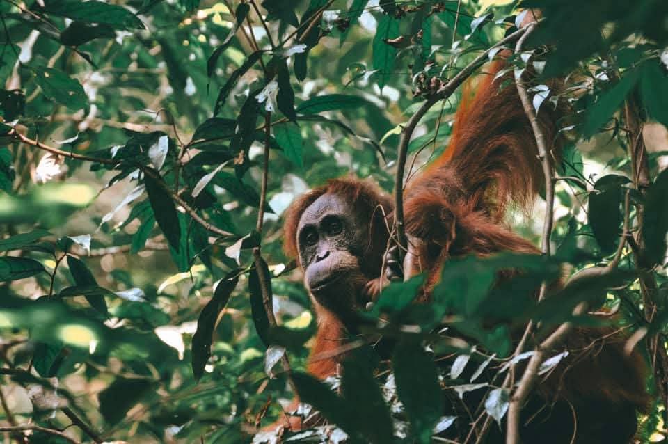 Adventure Tours in the Heart of Sumatra