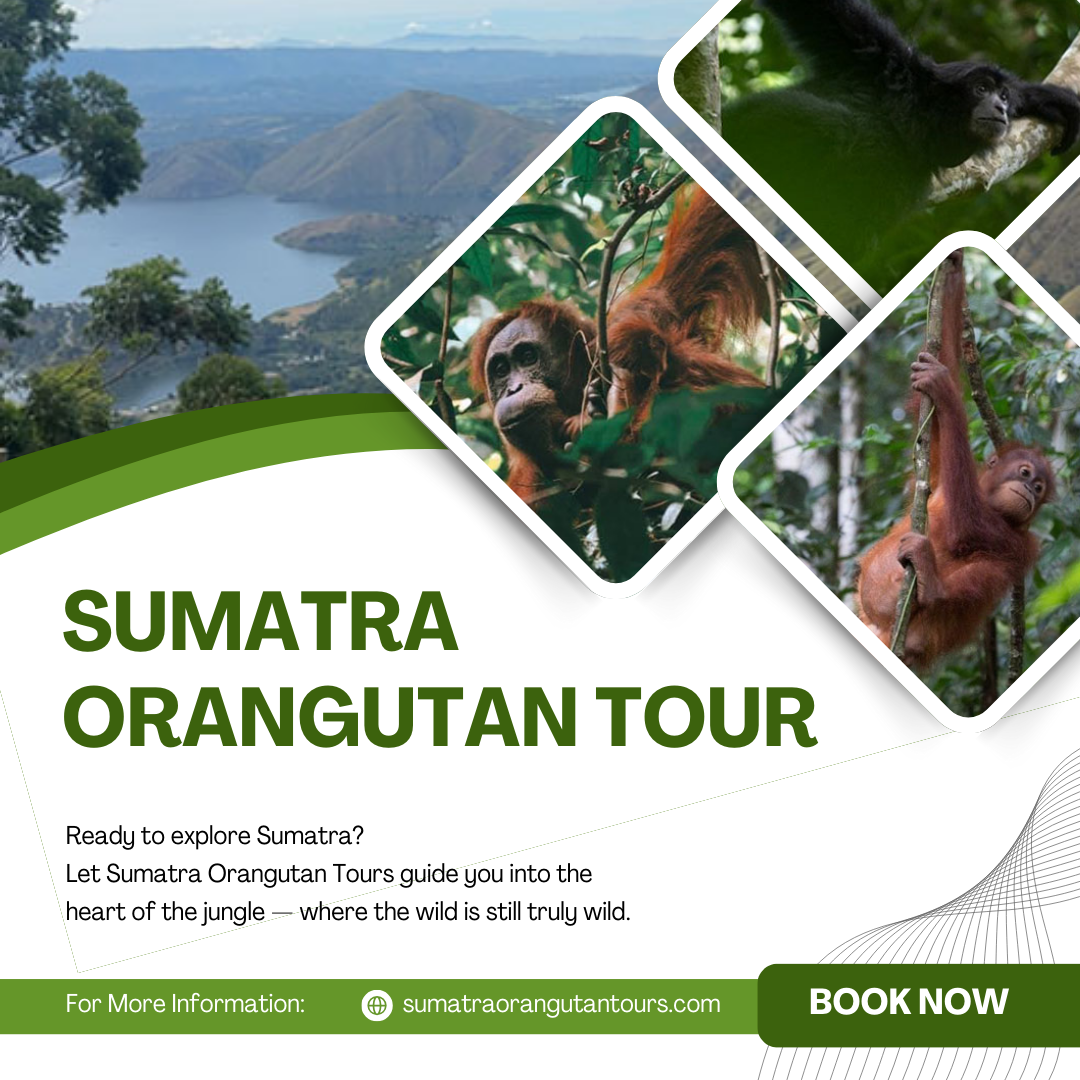 Sumatra Orangutan Tour: Trekking Package in Sumatra’s Jungle
