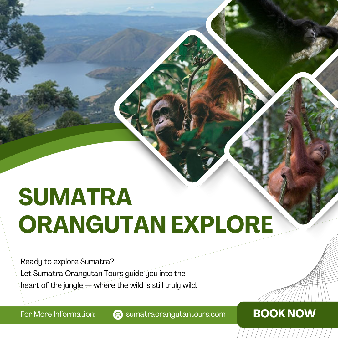 Sumatra Orangutan Explore | Trekking & Conservation Tourism