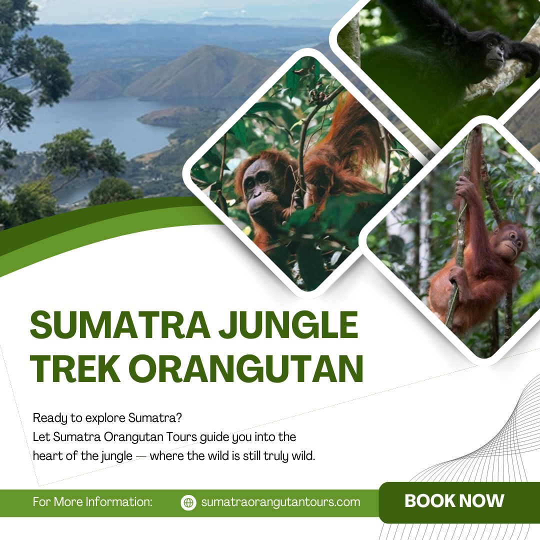 Sumatra Jungle Trek Orangutan | Nature Tourism and Trekking