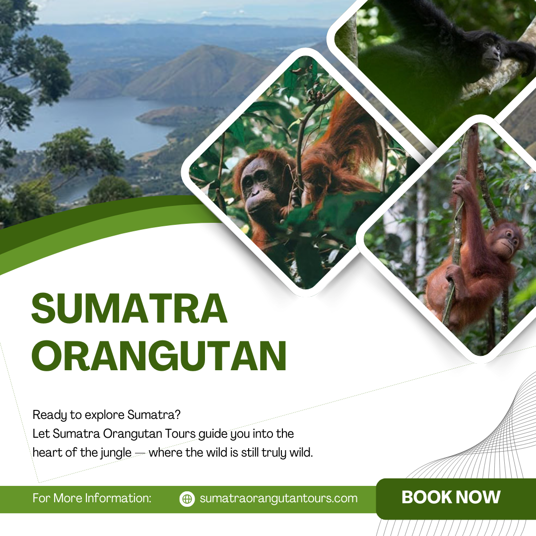 Sumatra Orangutan | Meet Orangutan Ethical Tours