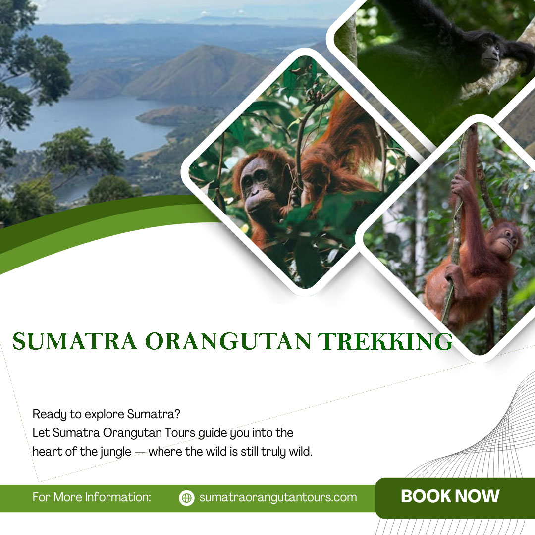 Sumatra Orangutan – The Last Gentle Giants of the Rainforest
