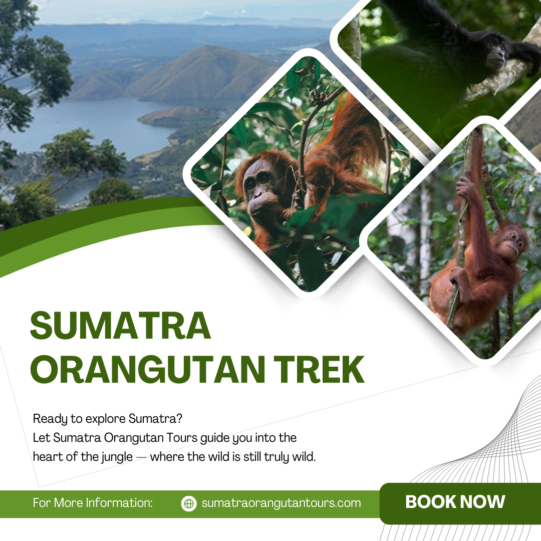 Sumatra Orangutan Trek | Enjoy Forest Trekking Adventures