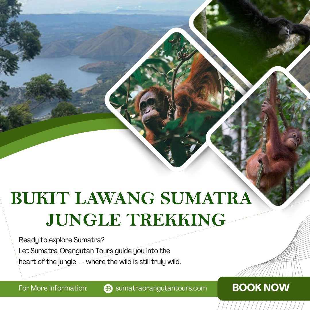 Bukit Lawang Sumatra | Ethical Jungle Trekking & Nature Escape