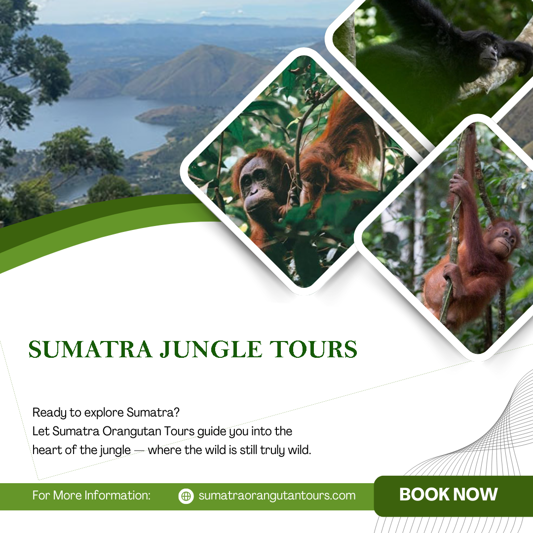 Sumatra Jungle Tours | Trekking Sumatra’s Jungle