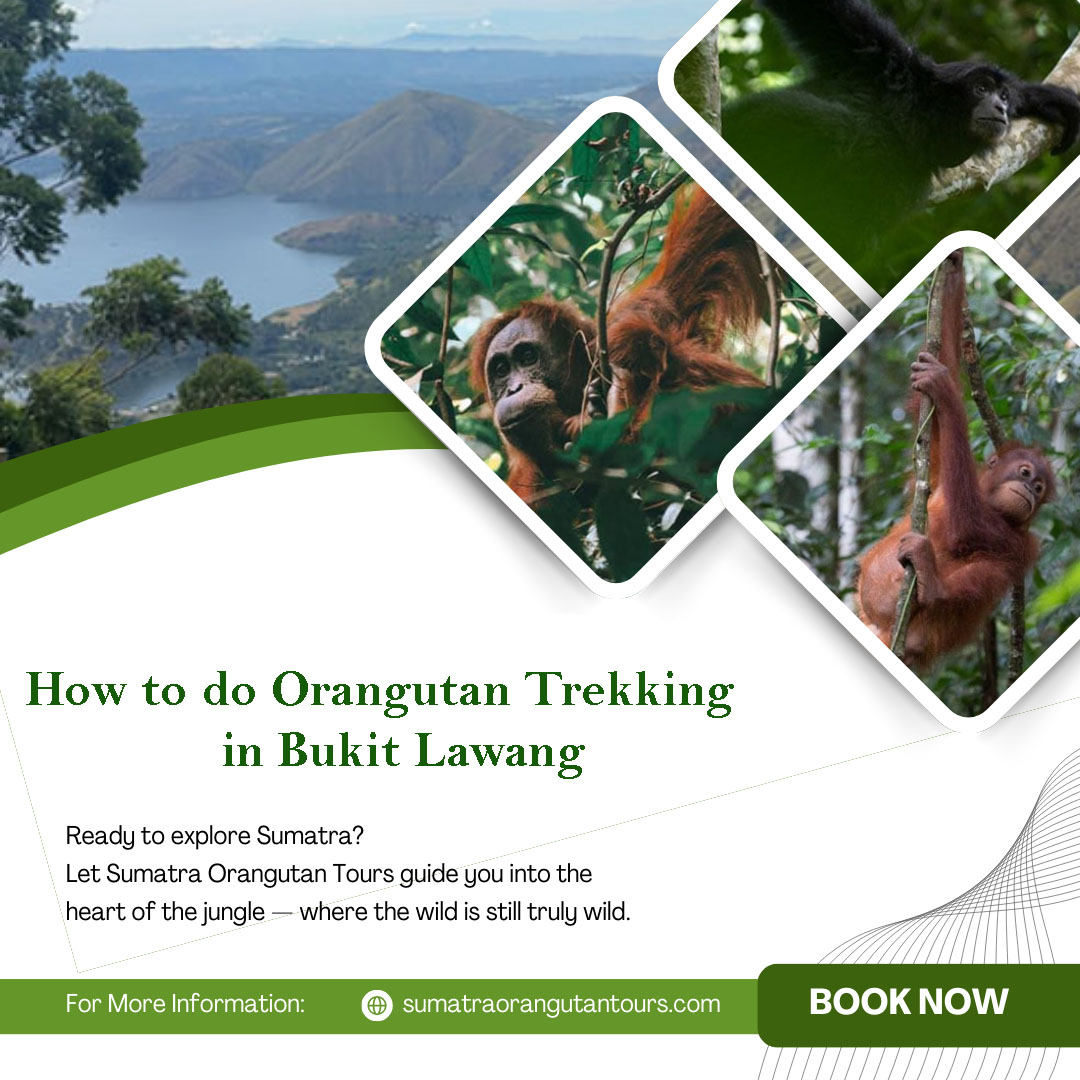 How to do Orangutan Trekking in Bukit Lawang