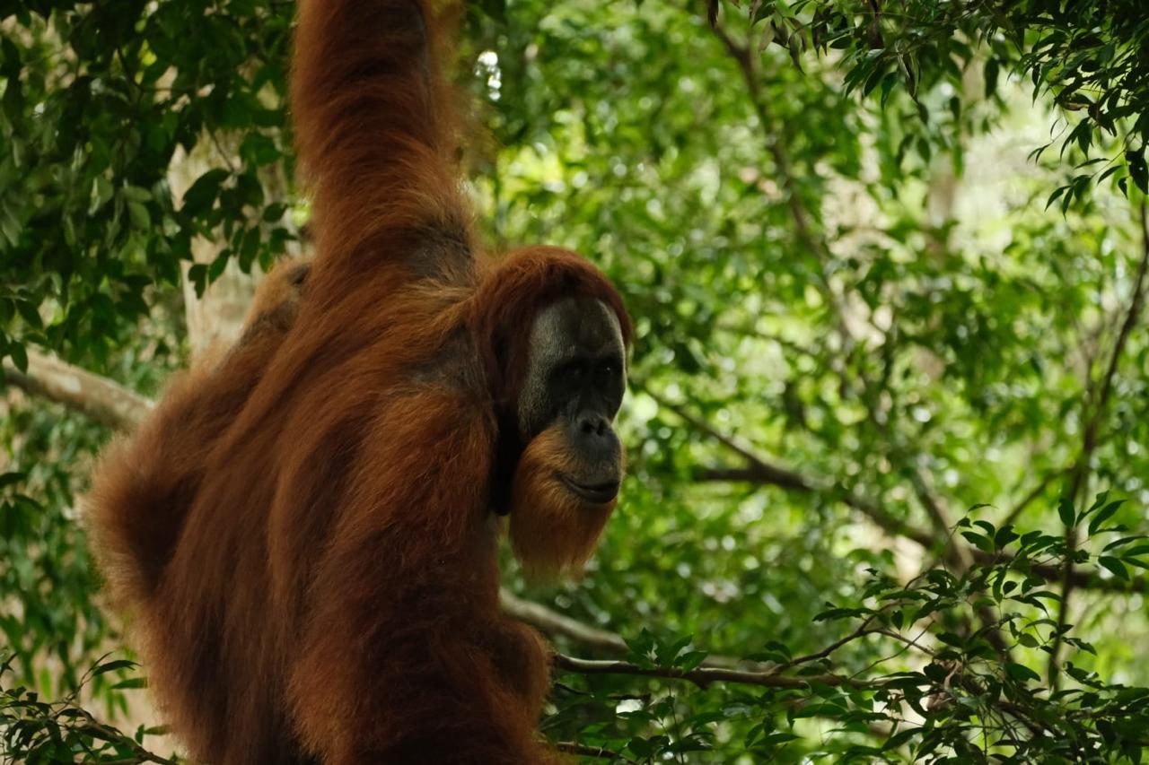 Adventure Tours in the Heart of Sumatra