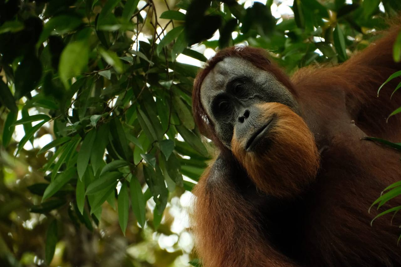 Sumatra orangutan tours jungle trekking in bukit lawang
