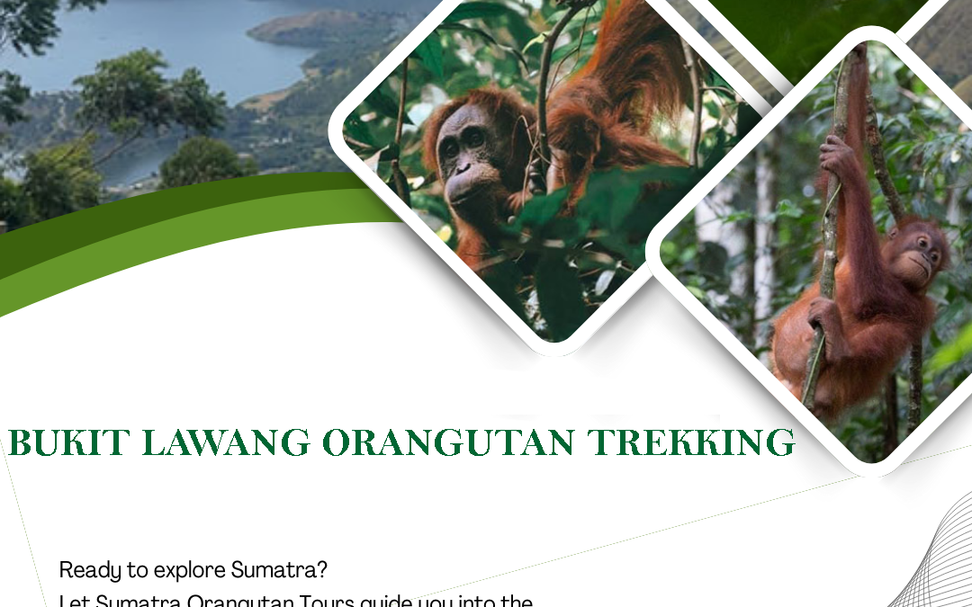 Bukit Lawang Orangutan Trekking: Ultimate Guide to Jungle Tours in Sumatra