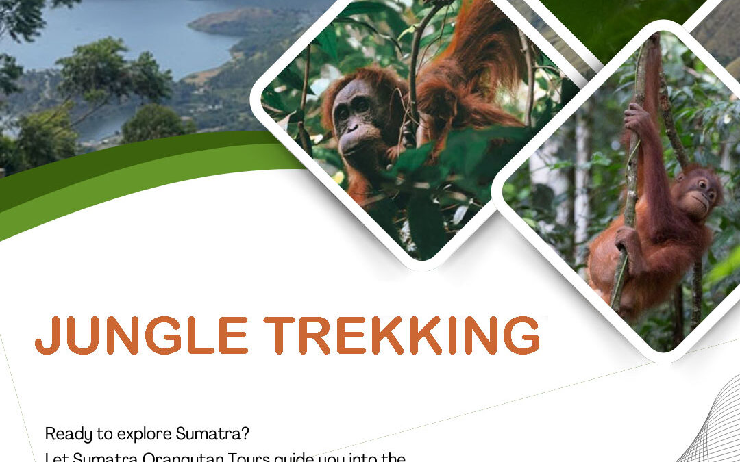 Bukit Lawang Jungle Trekking | Ethical Orangutan Trek in Sumatra