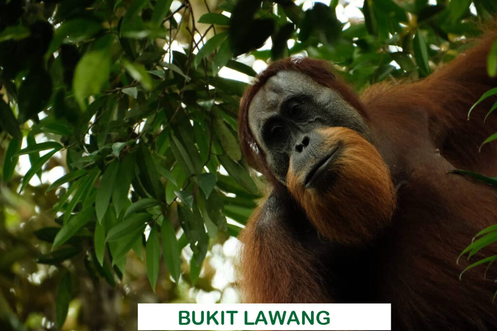 Best Places to See Orangutans in Sumatra BUKIT LAWANG