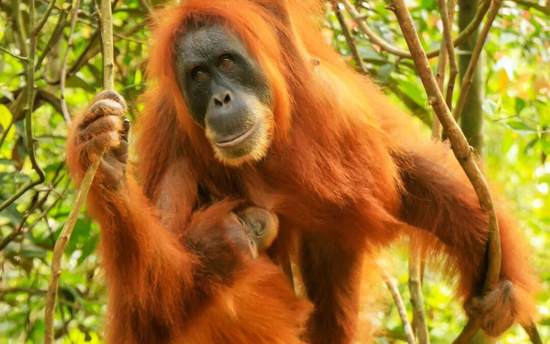 Best Places to See Orangutans in Sumatra (2026): Top Spots for Jungle Trekking