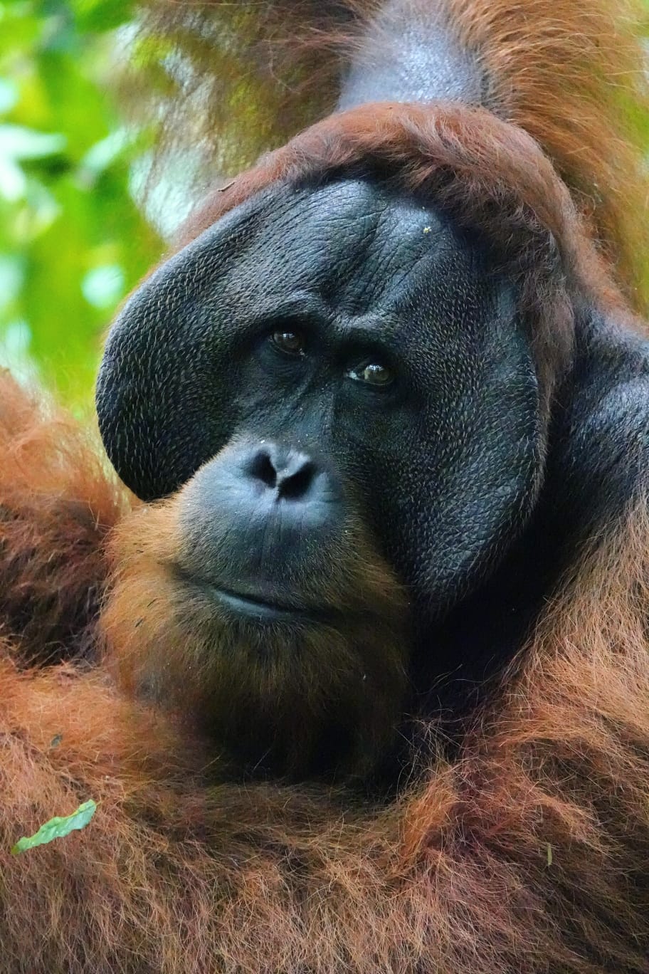 5 day Sumatra orangutan trekking expedition in Bukit Lawang