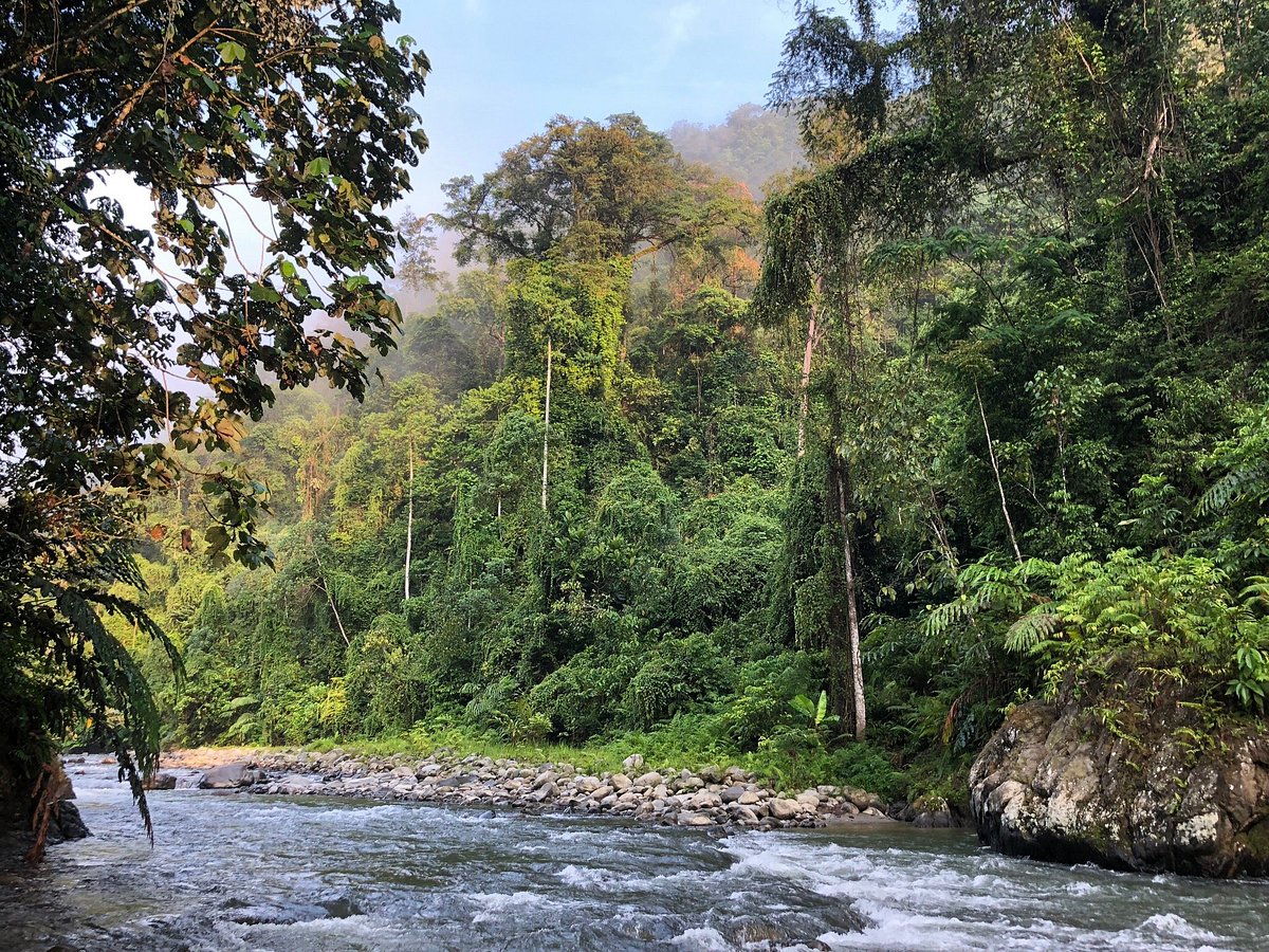 private Sumatra orangutan tours trekking  in Bukit Lawang