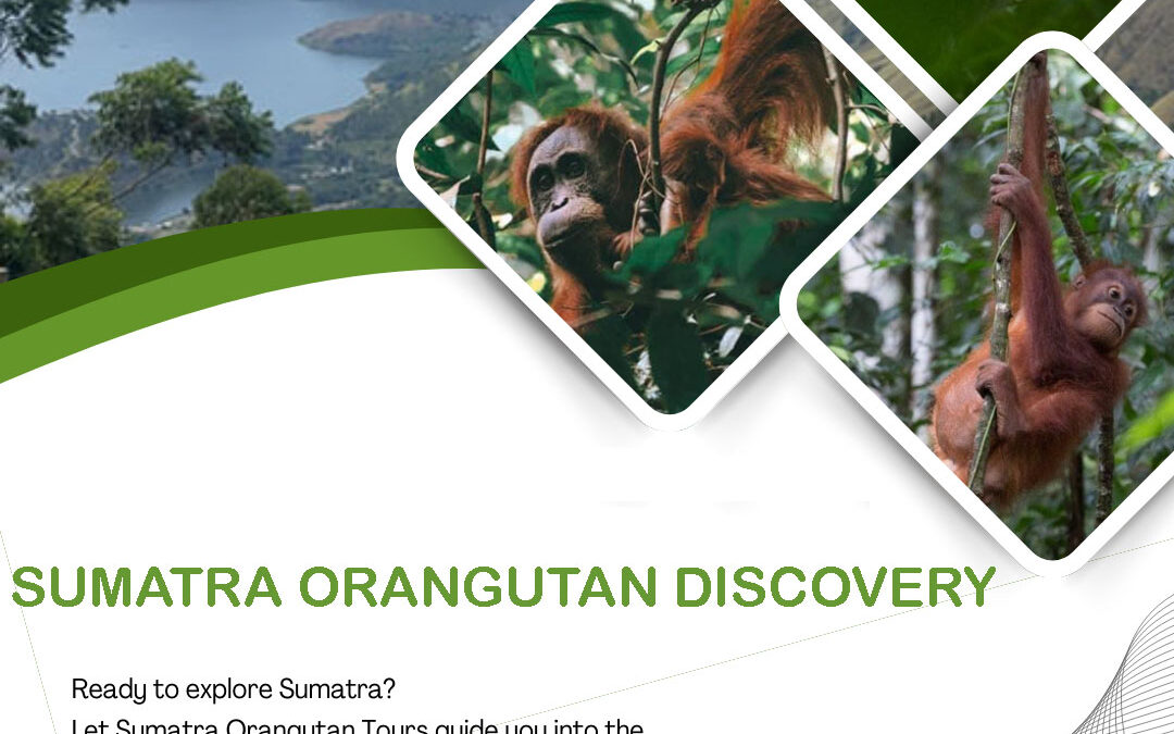Sumatra Orangutan Discovery: An Unforgettable Jungle Adventure in Bukit Lawang