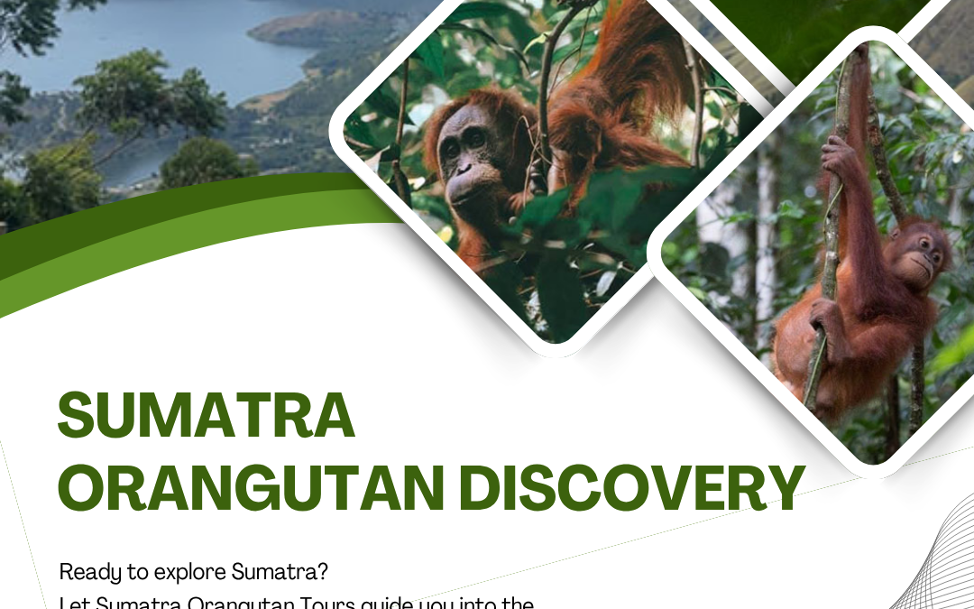 Sumatra Orangutan Discovery