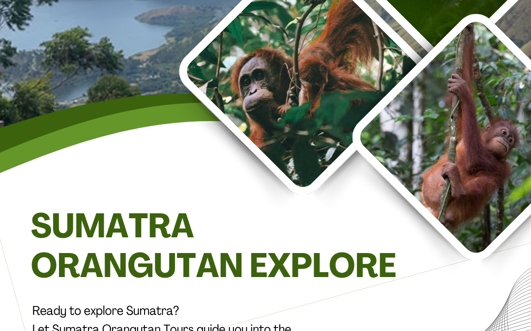 Sumatra Orangutan Explore