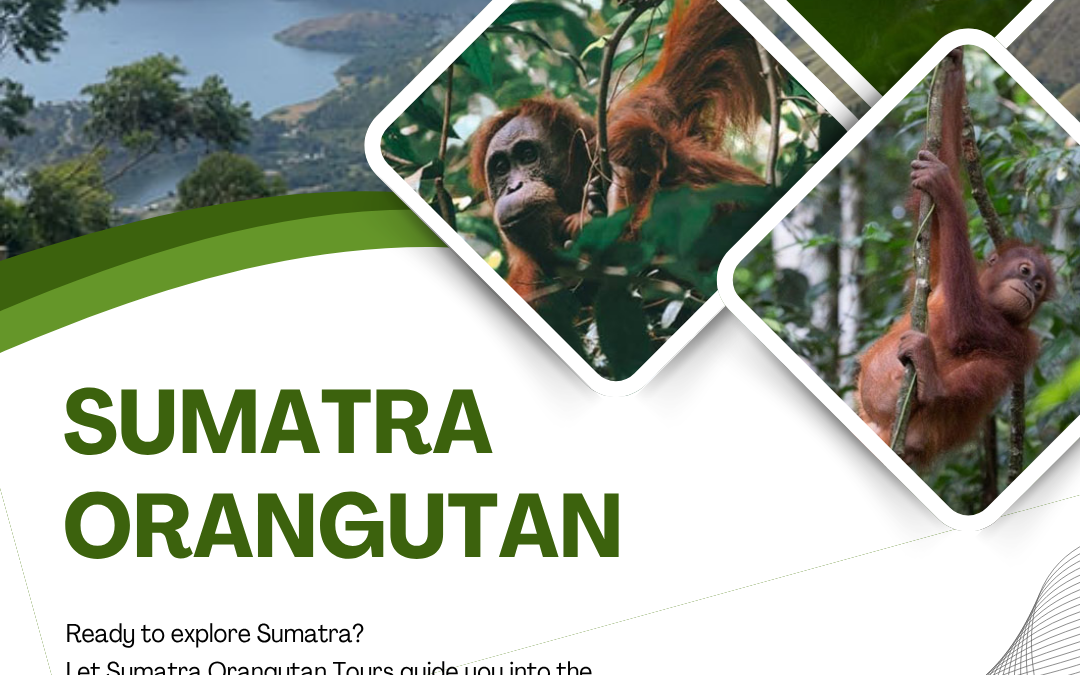 Sumatra Orangutan | Explore Tropical Forest & Wild Wildlife