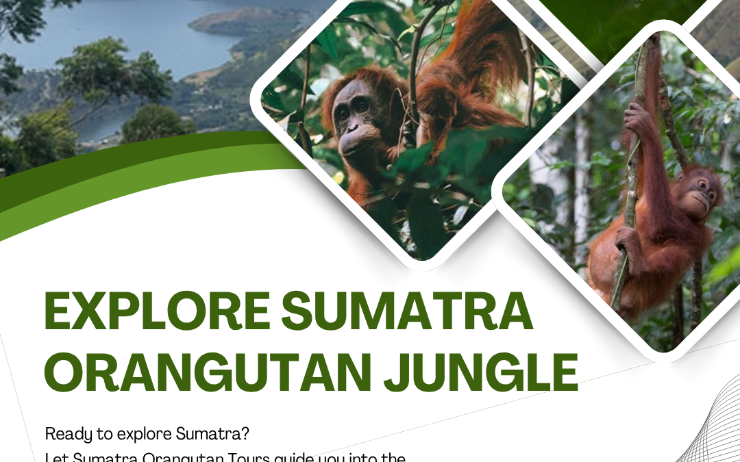 Explore Sumatra Orangutan Jungle for Nature Lovers