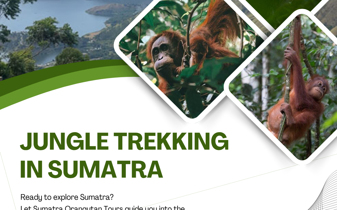 Jungle Trekking in Sumatra | Explore Tropical Rainforests