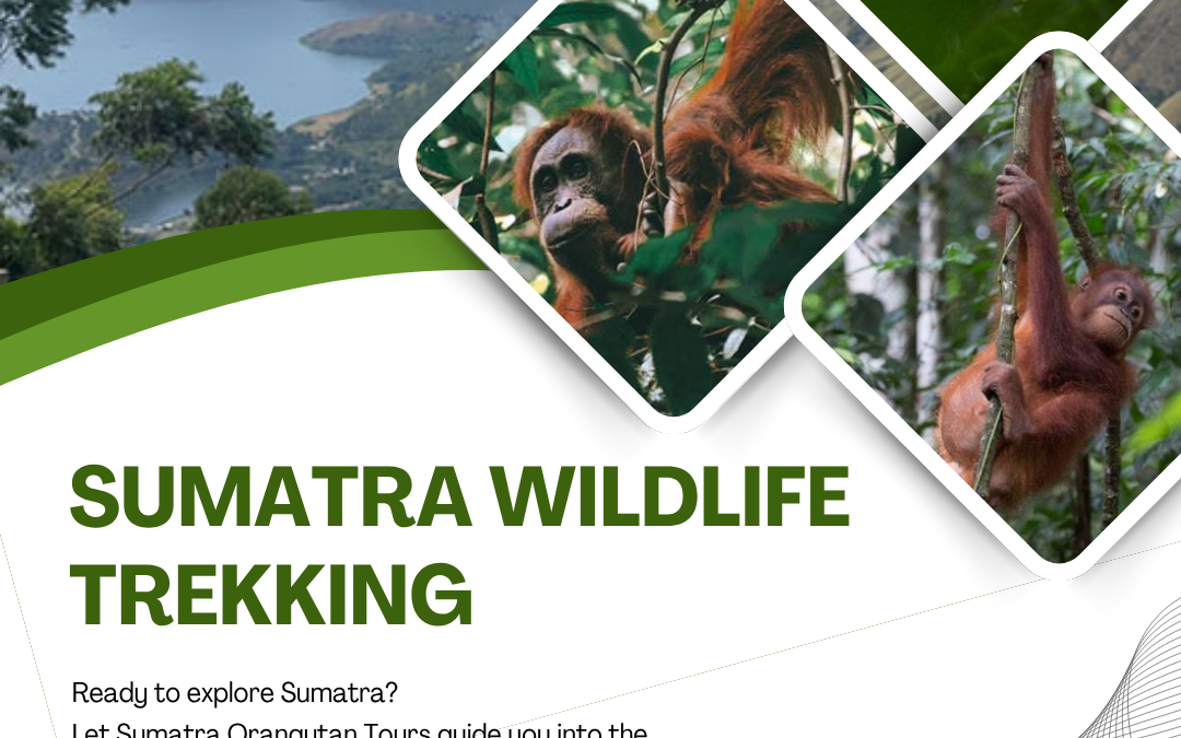Sumatra Wildlife Trekking | Experience Nature and Adventure