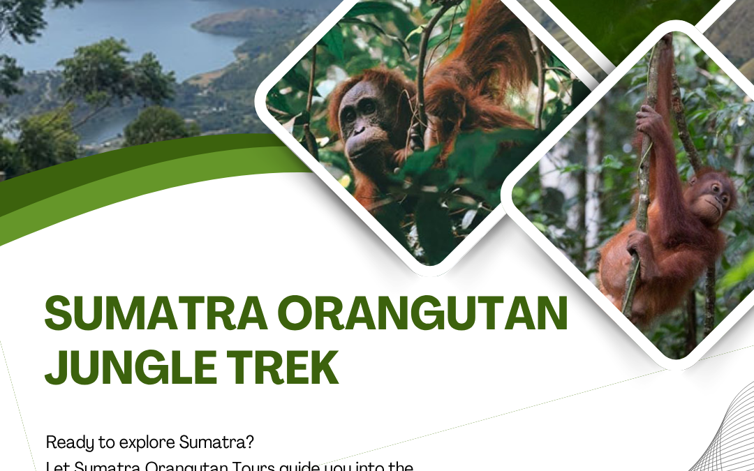 Sumatra Orangutan Jungle Trek | An Exciting Adventure