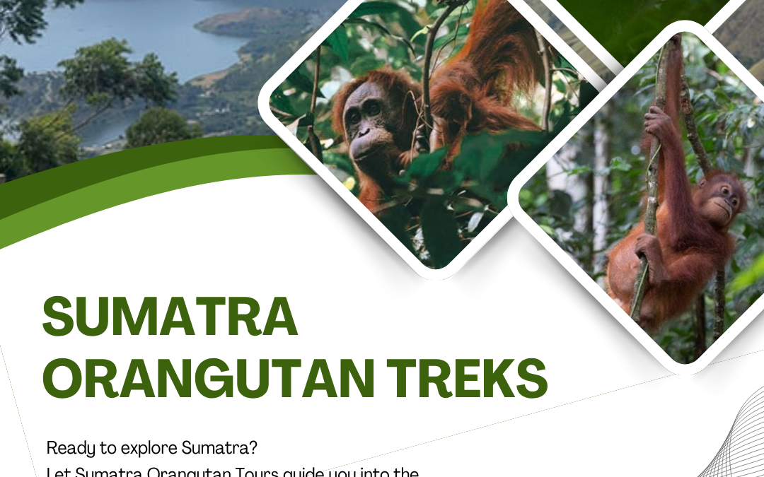 Sumatra Orangutan Treks