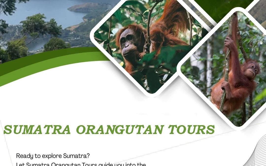 Sumatra Orangutan Tours |Ethical Orangutan Trekking in Bukit Lawang