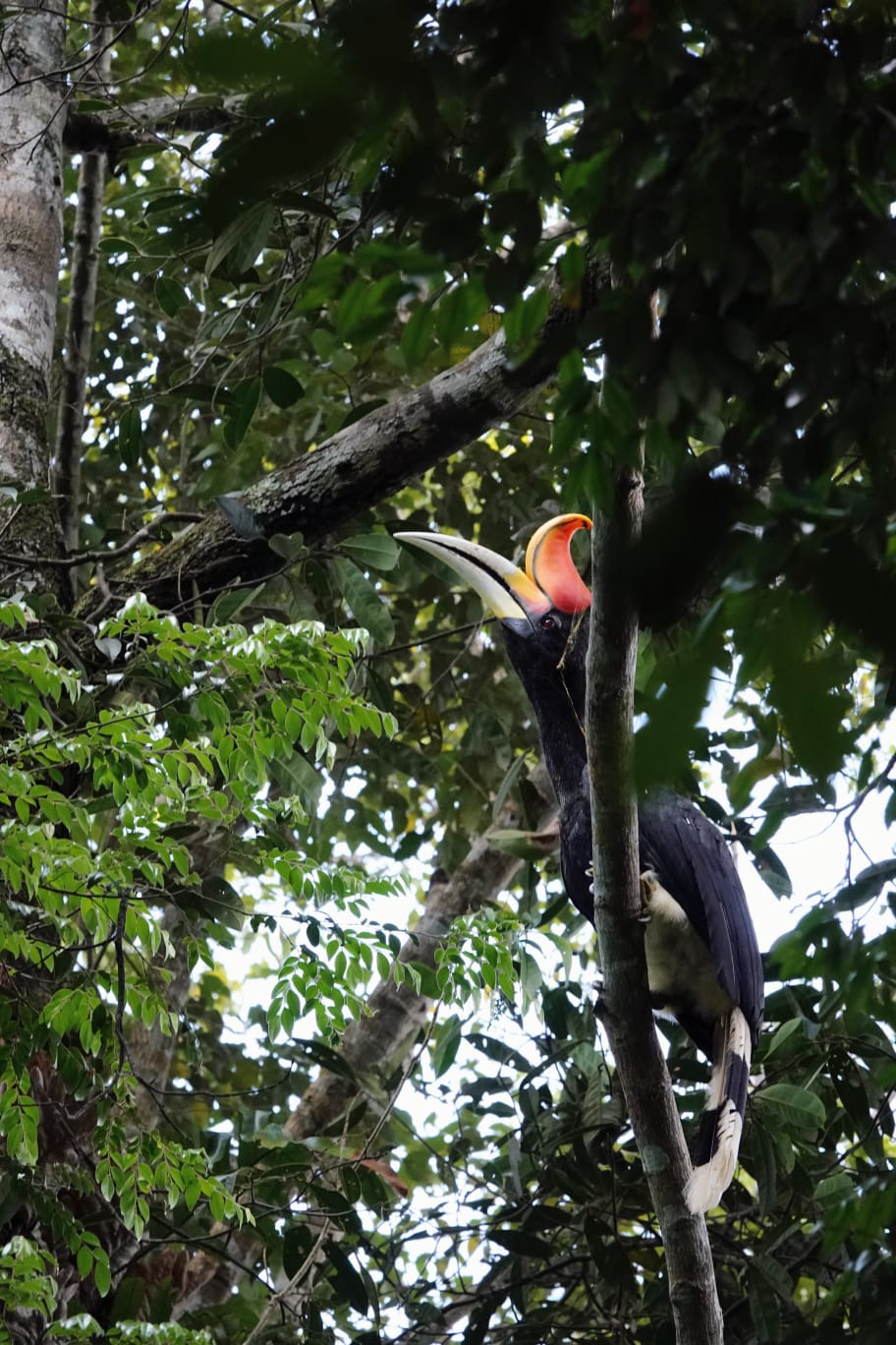 Sumatra bird 