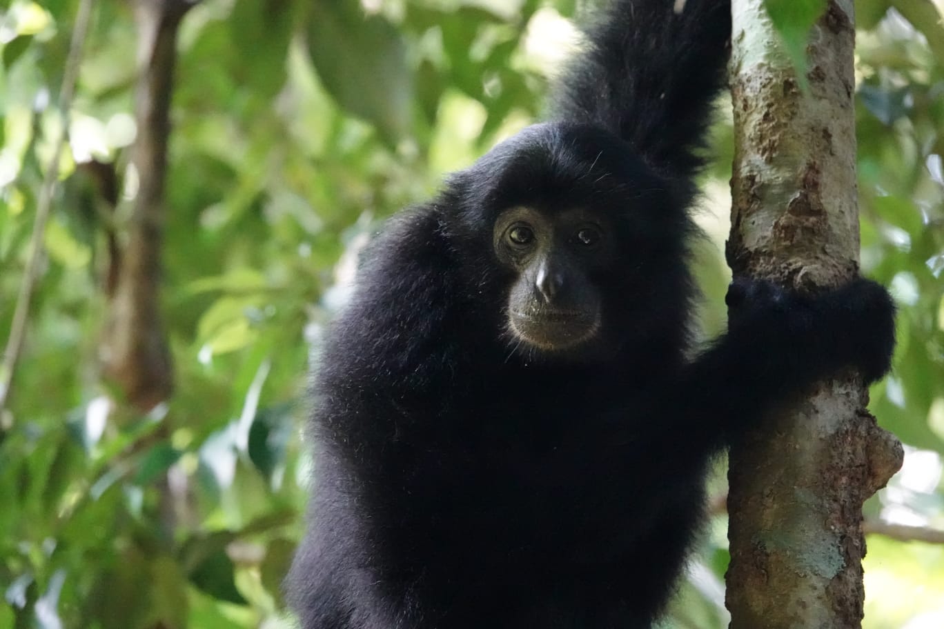 Orangutan Kubu