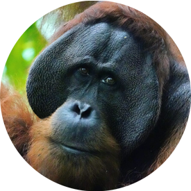 orangutan big sumatra