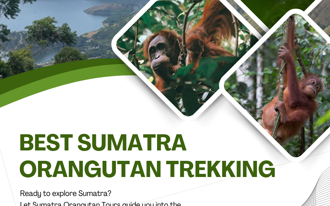 Best Sumatra Orangutan Trekking | Tropical Forest Adventure