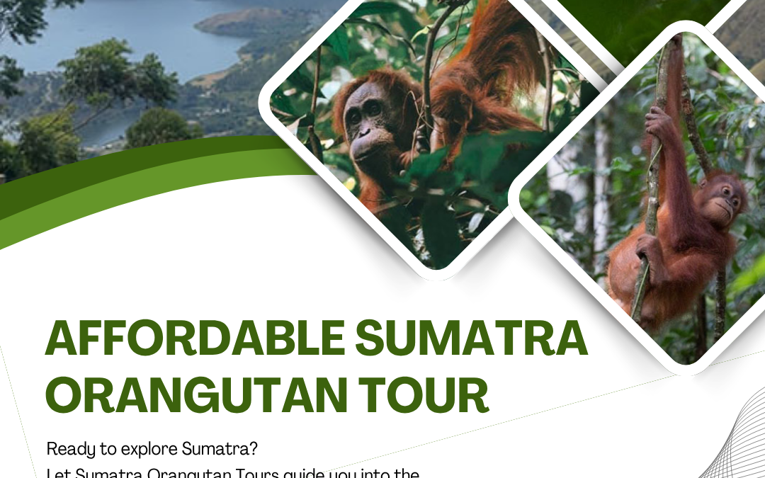 Affordable Sumatra Orangutan Tour: Explore Tropical Wildlife