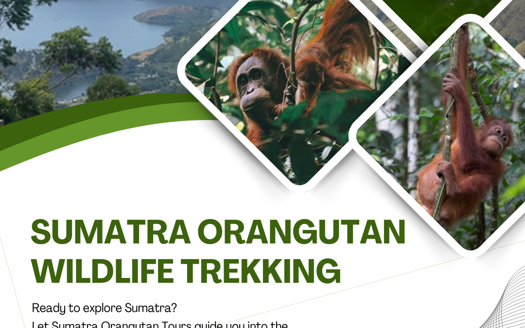 Sumatra Orangutan Wildlife Trekking for Nature Lovers