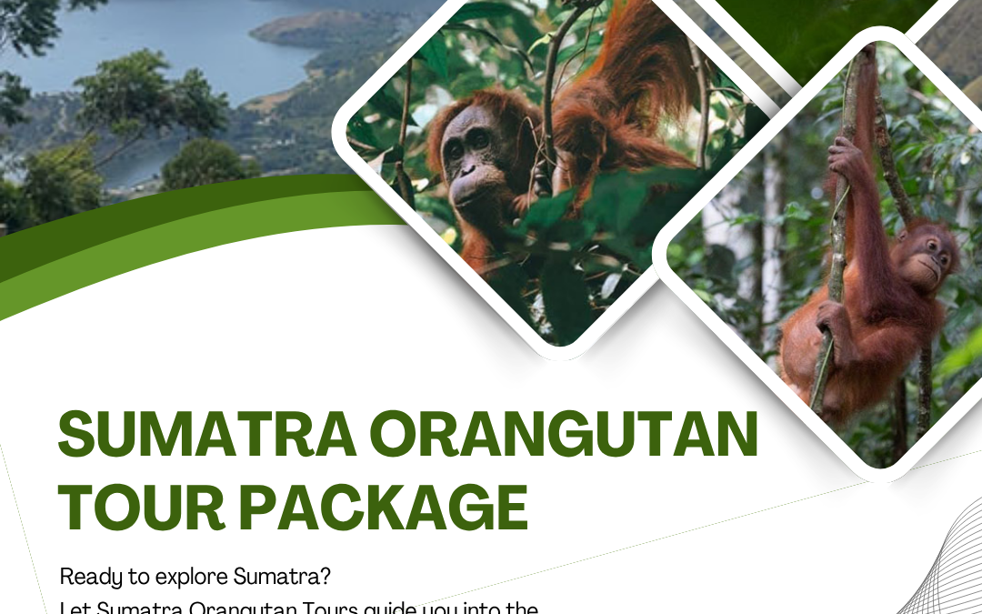 Sumatra Orangutan Tour Package with Jungle Trekking Options