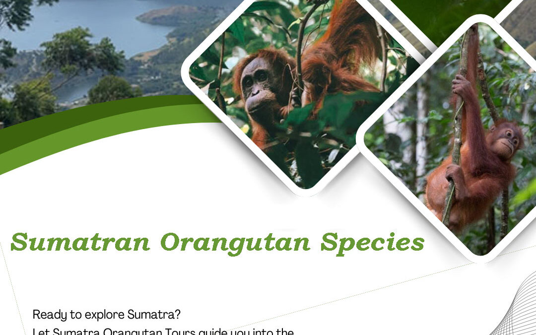 Sumatran Orangutan Species | Complete Guide to Sumatra’s Endangered Great Ape