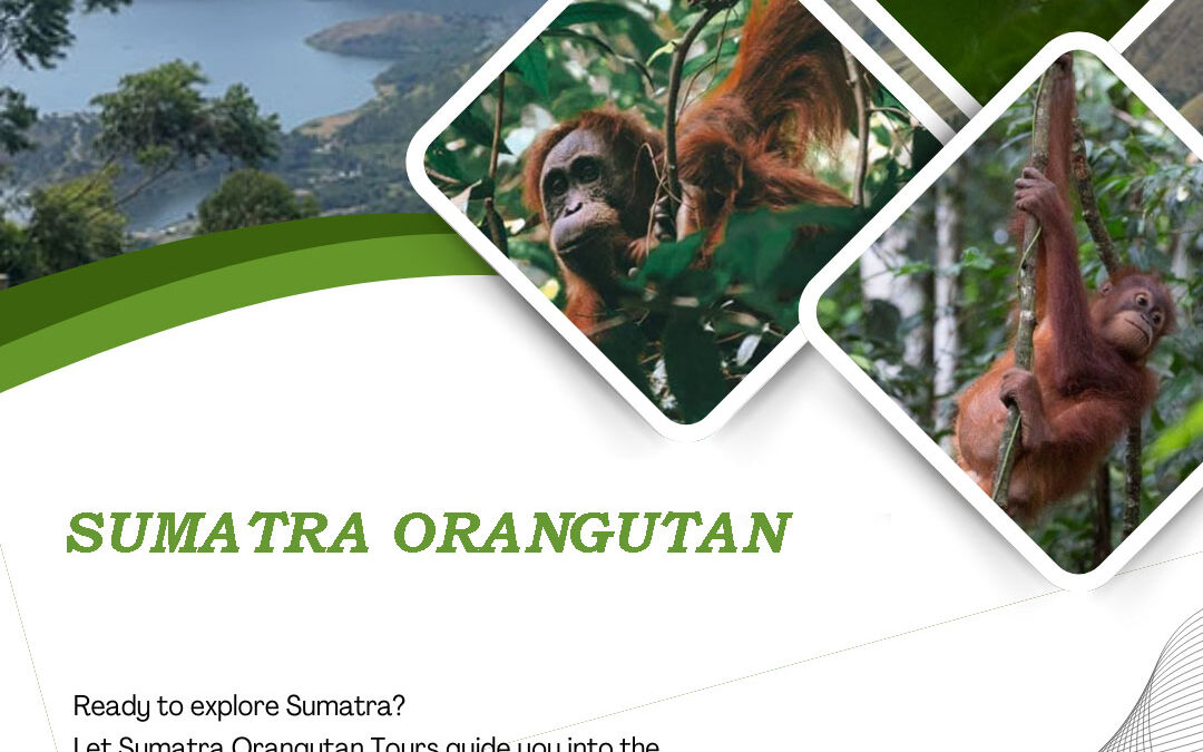 Leuser rainforest, home of the Sumatra orangutan