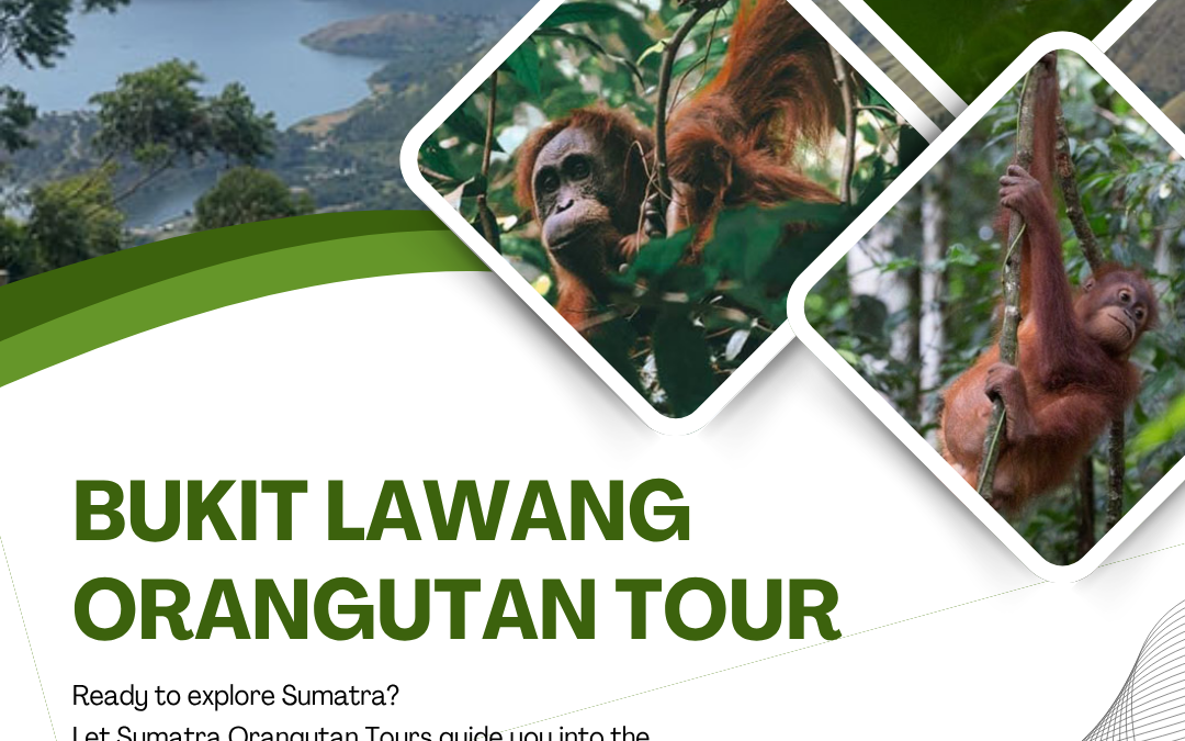 Bukit Lawang Orangutan Tour | Jungle Trekking Experience