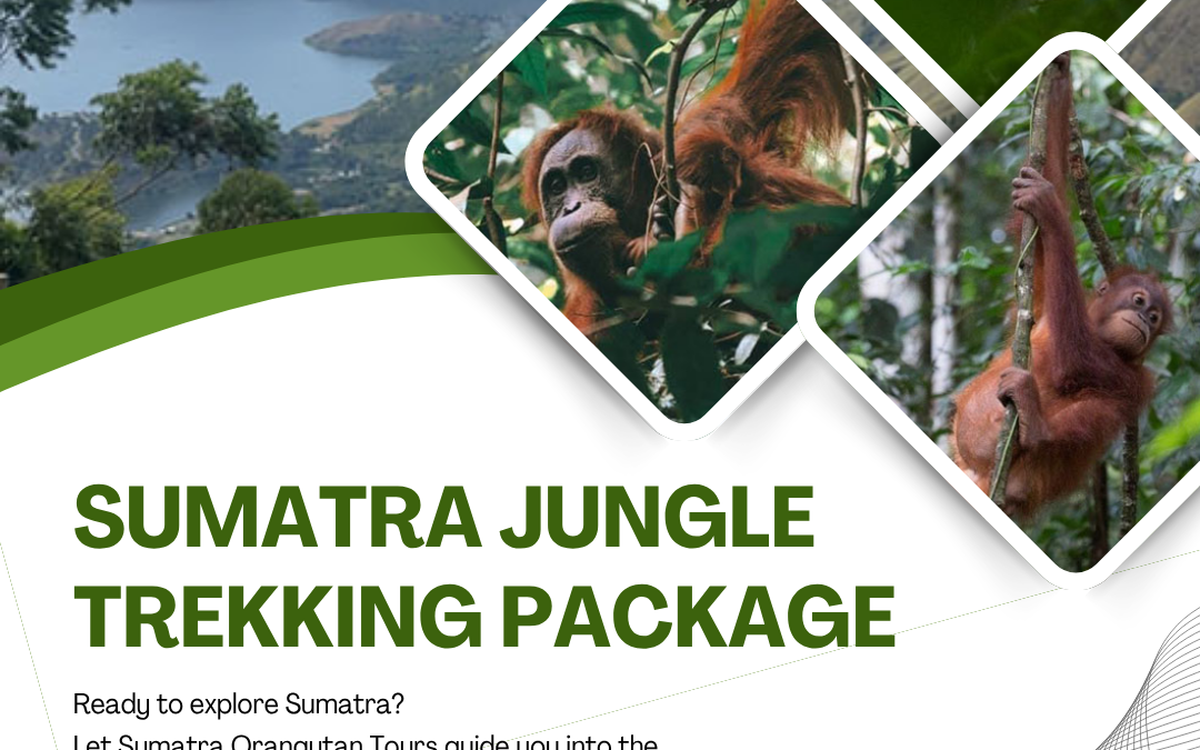 Best Sumatra Jungle Trekking Package for Nature Adventure
