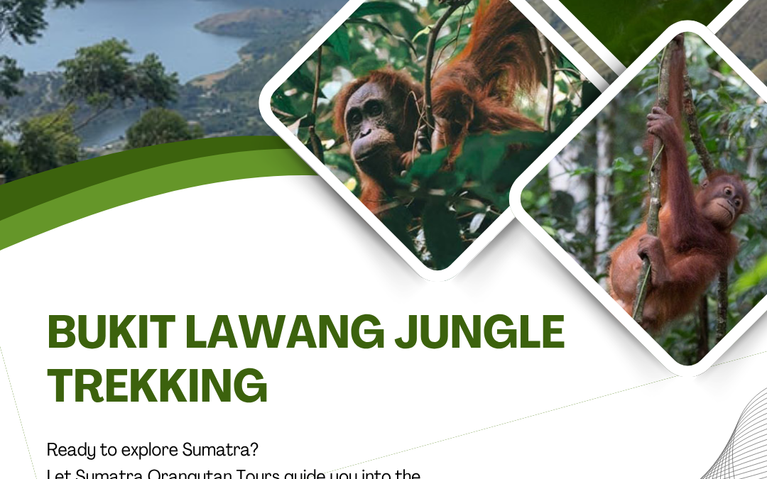 Bukit Lawang Jungle Trekking