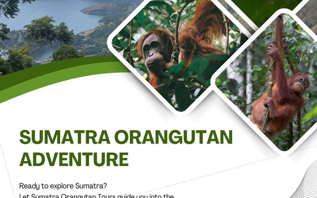 Sumatra Orangutan Adventure