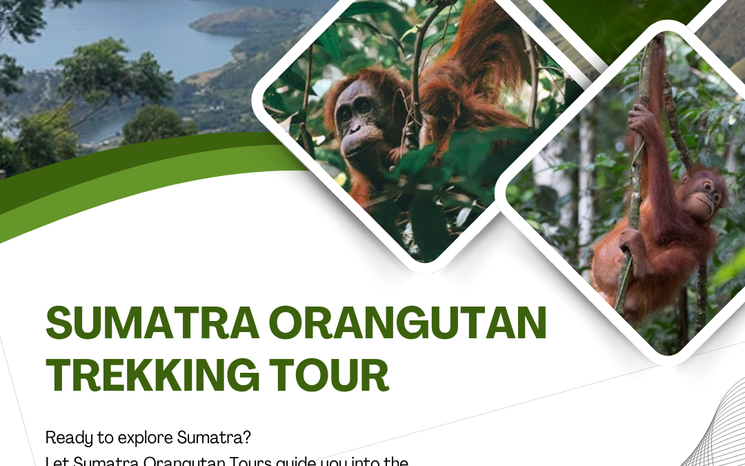 Sumatra Orangutan Trekking Tour | See Wild Orangutans
