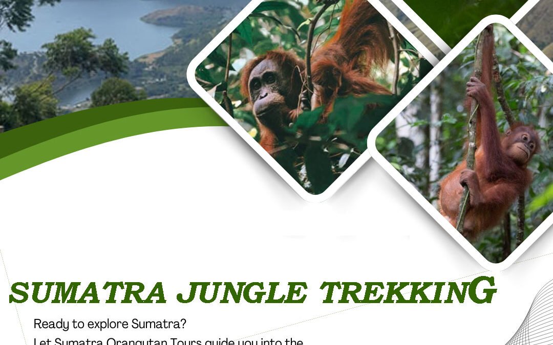 Sumatra Jungle Trekking | Explore the Wild Rainforest of Gunung Leuser National Park