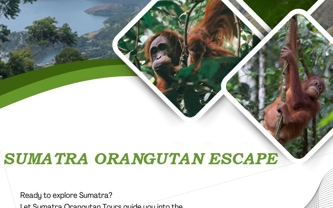 Sumatra Orangutan Escape | Your Ultimate Rainforest Adventure in Bukit Lawang