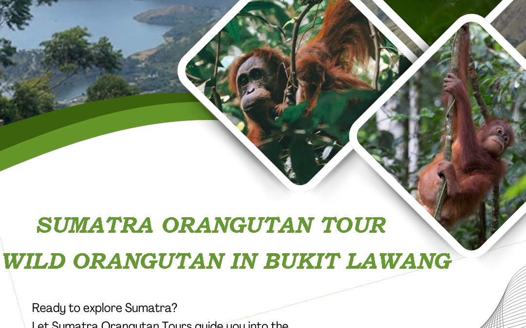 Sumatra Orangutan Tour | Discover One of the World’s Greatest Wildlife Adventure