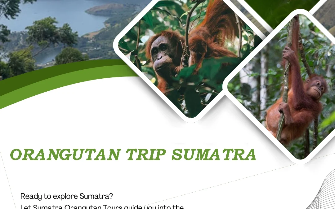 Orangutan Trip Sumatra | Experience the Ultimate Rainforest Adventure