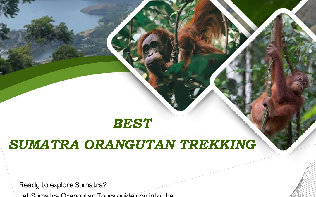Sumatra Orangutan Trekking | Discover Wild Orangutan in Their Natural Habitat