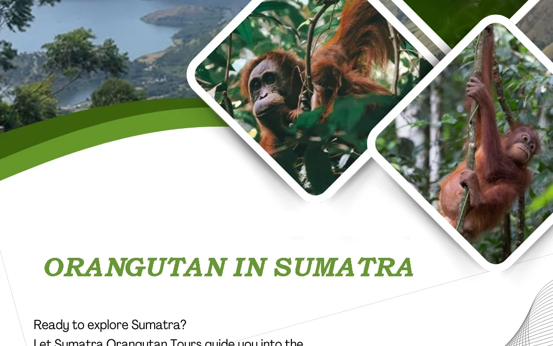 Orangutan in Sumatra | Discover Orangutans in the Wild with Sumatra Orangutan Tours